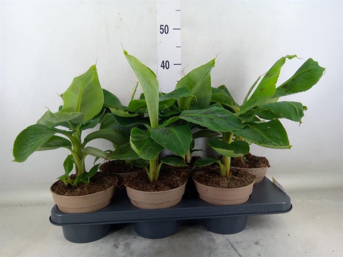 <h4>Musa  'Dwarf Cavendish'</h4>