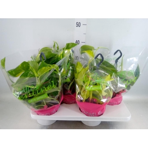 Epipremnum pinn.   HG  ...mix