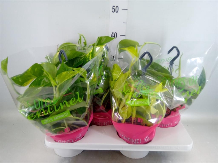 <h4>Epipremnum pinn.   HG  ...mix</h4>