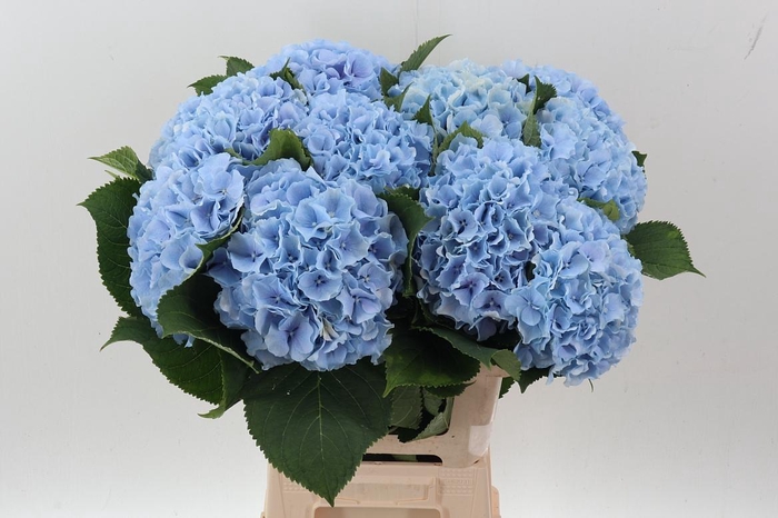 <h4>Hydr M Ch Verena Bl</h4>