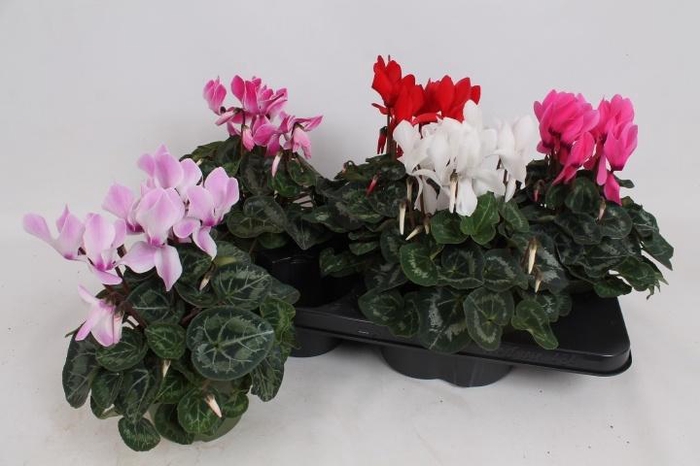 <h4>CYCL MD SUP MACRO</h4>