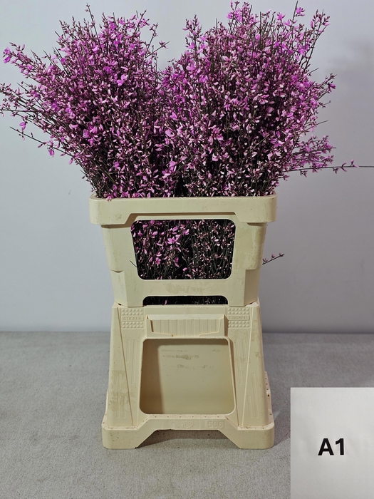 <h4>GINGSTER PB CERISE</h4>