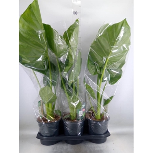 Alocasia macrorrhizos
