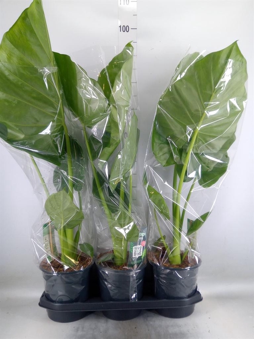 <h4>Alocasia macrorrhizos</h4>