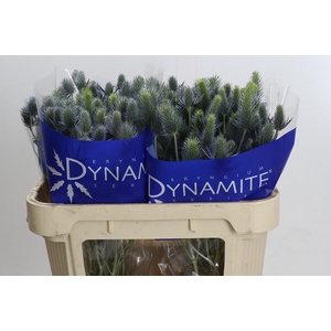 Eryngium Electric Dynamite