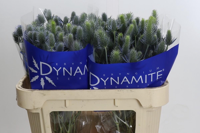 Eryngium Electric Dynamite