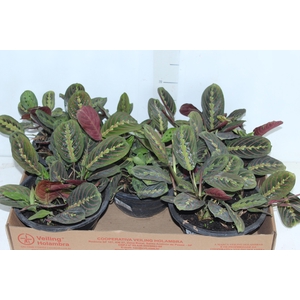 MARANTA LEUCONEURA FASCINATOR TRICOLOUR C21