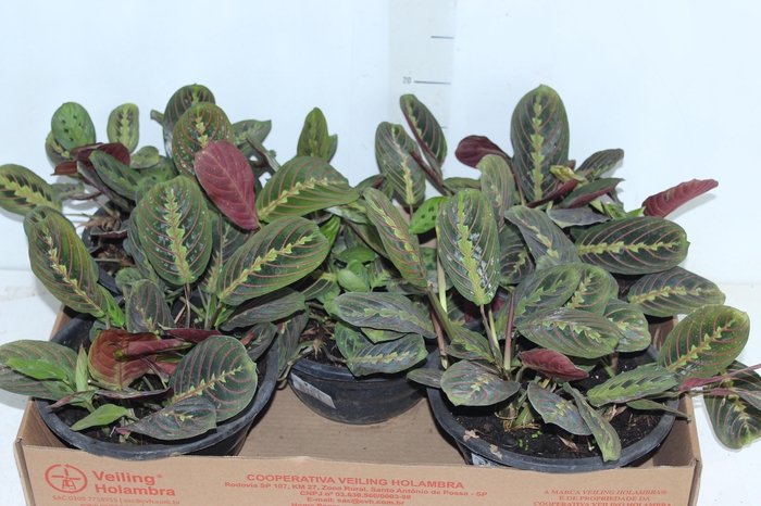 <h4>MARANTA LEUCONEURA FASCINATOR TRICOLOUR C21</h4>