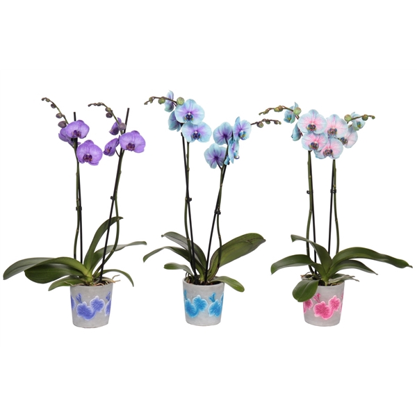 <h4>Fiore Mix Phal I Am Special Mix 2T14+</h4>