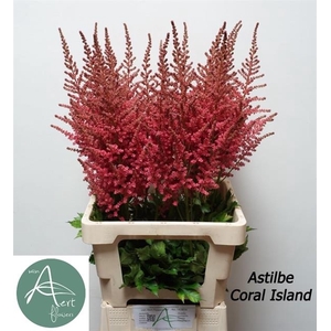 ASTIL C CORAL ISLAND