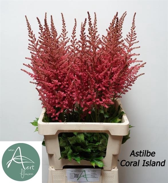 <h4>ASTIL C CORAL ISLAND</h4>