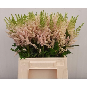 Astilbe Ch Vision Inferno