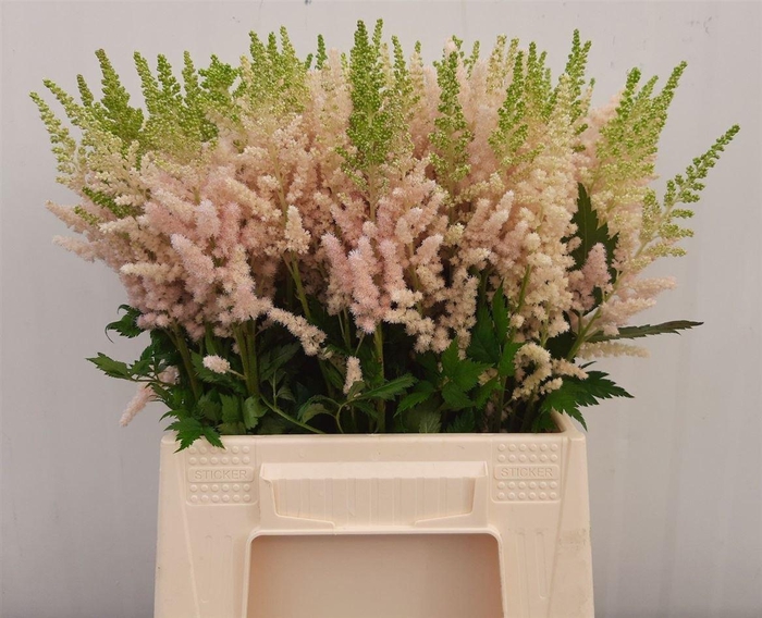 <h4>Astilbe Ch Vision Inferno</h4>