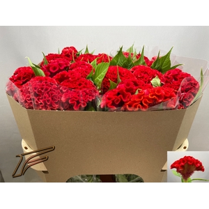 Celosia Smashing Freger