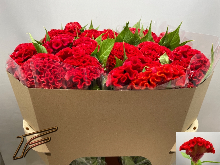 <h4>Celosia Smashing Freger</h4>