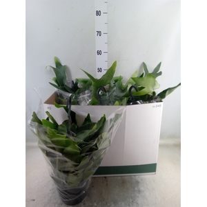 Platycerium bifurc. 'Netherlands'