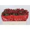 Hypericum Red Light Romance