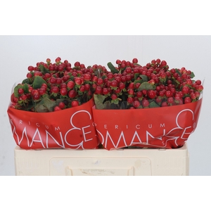 HYP RED LIGH ROMANCE