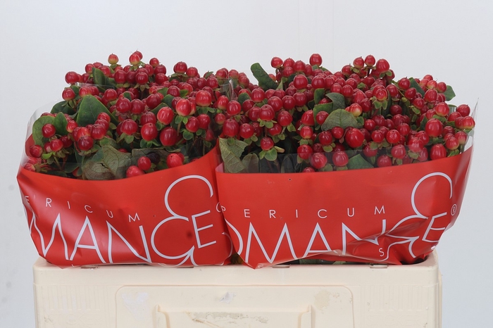 <h4>Hypericum Red Light Romance</h4>