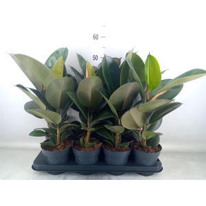 Ficus elastica 'Robusta'