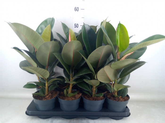 <h4>Ficus elastica 'Robusta'</h4>