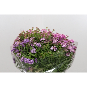 Iberis Umbellata
