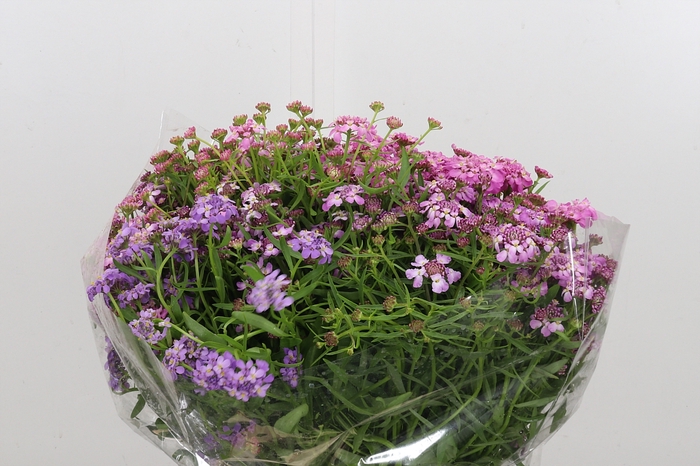 <h4>Iberis Umbellata</h4>