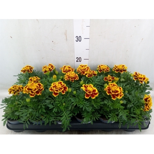 Tagetes