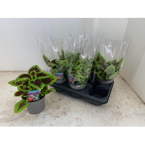 PLEC C MS ALLIG ALLE