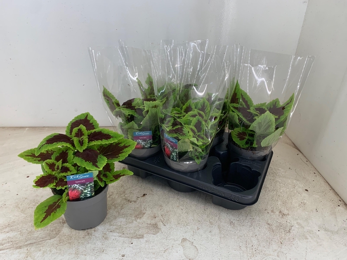 <h4>PLEC C MS ALLIG ALLE</h4>