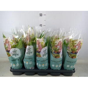 Spathiphyllum  'Bellini'