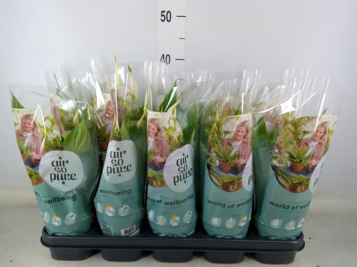 <h4>Spathiphyllum  'Bellini'</h4>