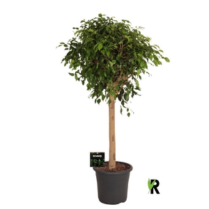 Ficus Be Exotica stam