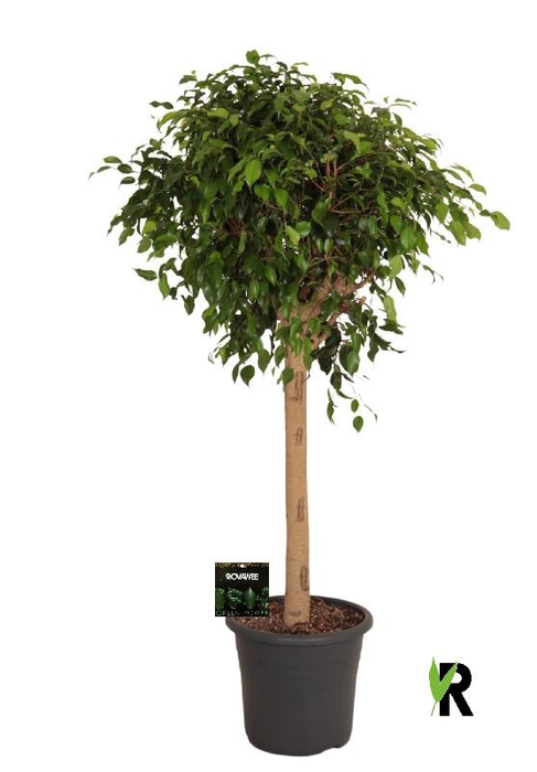 <h4>Ficus Be Exotica stam</h4>