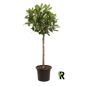 Ficus Cyathistipula op stam