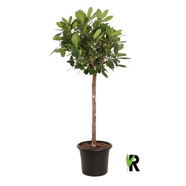 <h4>Ficus Cyathistipula op stam</h4>