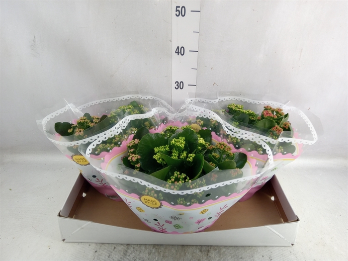 <h4>Kalanchoe blos.   ..rosebud mix/pot</h4>