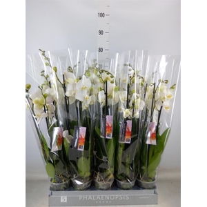 Phalaenopsis  'Ant Nottingham'