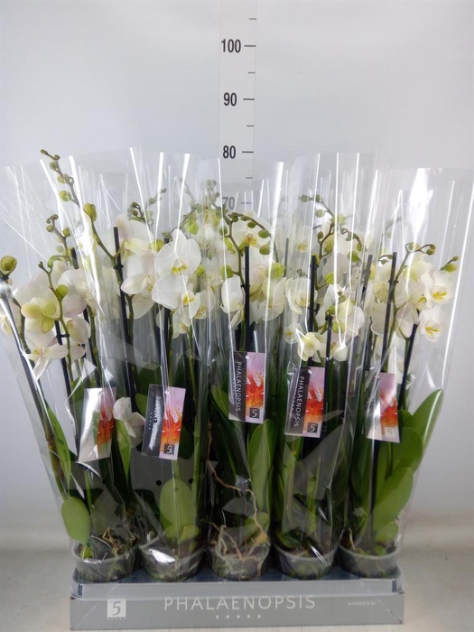 <h4>Phalaenopsis  'Ant Nottingham'</h4>