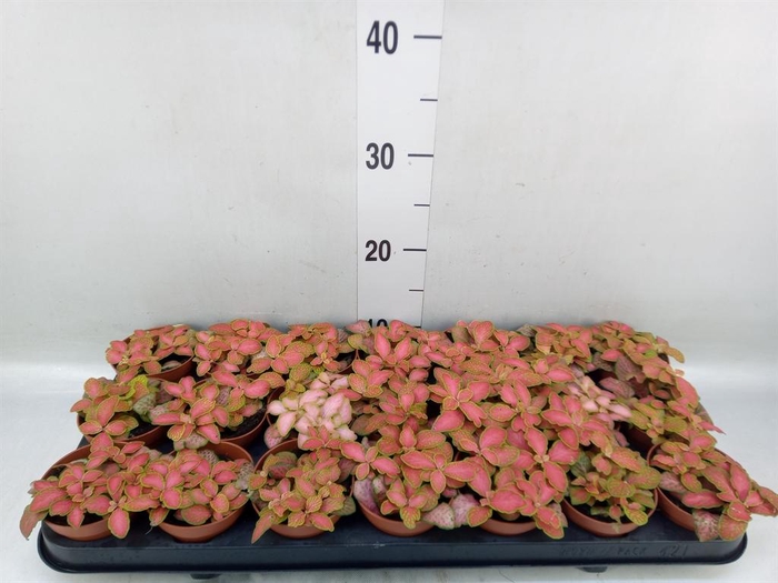 <h4>Fittonia   ...</h4>