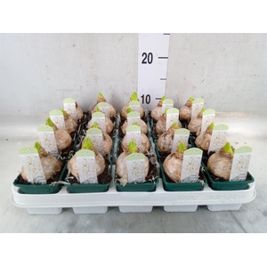 Hyacinthus orie. 'Pearl White'