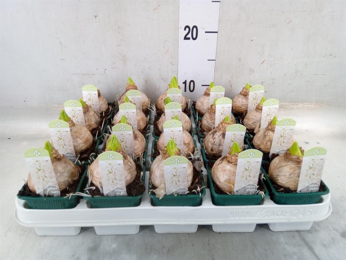 <h4>Hyacinthus orie. 'Pearl White'</h4>