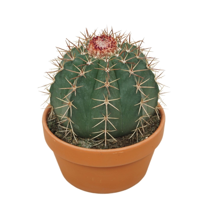 Cactus   ...