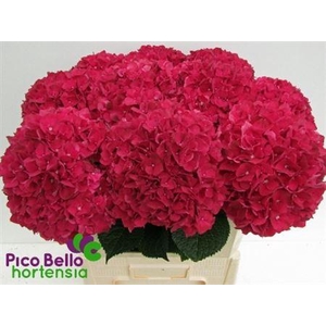Hydr M Rubyred 80-21