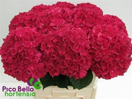 <h4>Hydr M Rubyred 80-21</h4>
