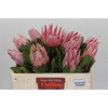 Protea Cynaroides