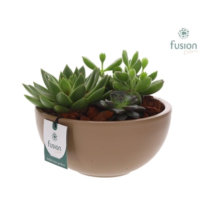 Keramieken moonschaal beige met succulenten