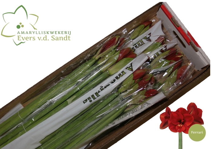 <h4>HIPP GA FERRARI</h4>