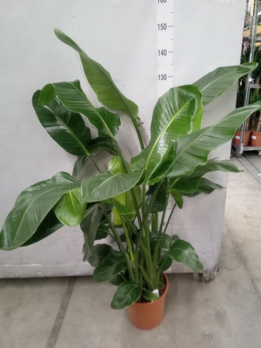 <h4>Strelitzia nicolai</h4>