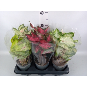 Caladium   ...mix